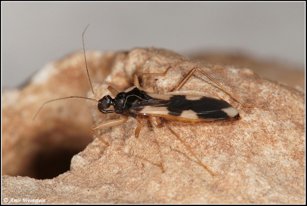 Heteroptera  d''Israele - Light trap results